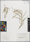 Foto von Salix linearifolia E. L. Wolf